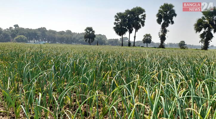 সালথায় লক্ষ্যমাত্রার চেয়ে বেশি জমিতে পেঁয়াজের আবাদ